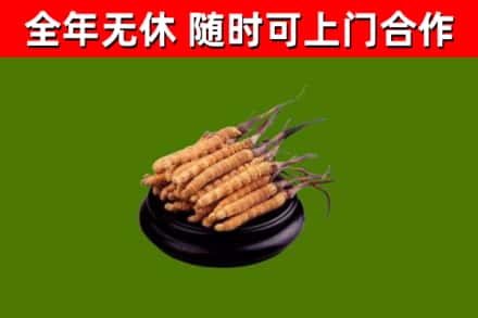 秦州区回收冬虫夏草